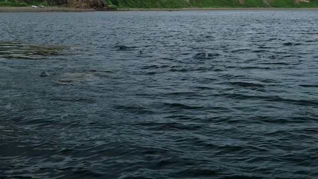 Spotted seal Phoca largha, the larga seal in wildlife environment