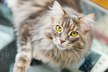 メインクーン・猫