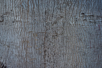 Texture of tree bark light gray closeup.