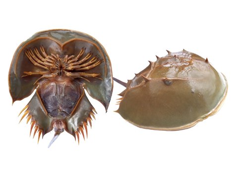 Horseshoe crab isolated on white