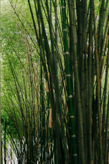 Fototapeta na wymiar Bamboo forest, green nature background