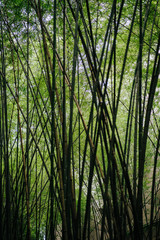 Fototapeta premium Bamboo forest, green nature background