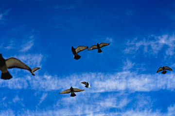 Fototapeta premium Birds flying under a blue sky with clouds