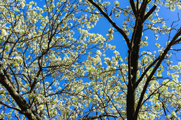 White tree flowers blossoming against a bright blue sky