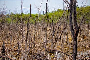 Scenery of mangrove forests that die and rot.