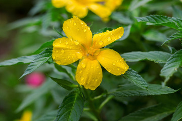 yellow Turnera diffusa damiana flower in the garden