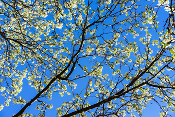 White tree flowers blossoming against a bright blue sky