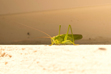 Green locusts sitting on the wall. Close up.
