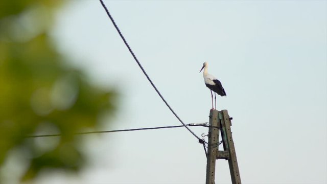 White Stork (Ciconia_ciconia) sitting still