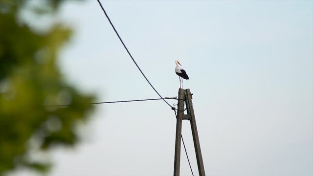 White Stork (Ciconia_ciconia) sitting still