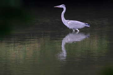 great blue heron in water