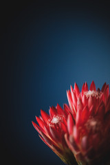 red flower on blue background