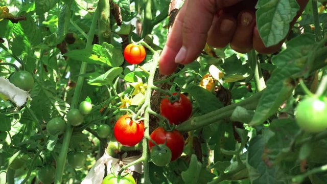 Picking up fresh grown cherry tomatoes from a tomato plant. Close up shot. Female hand picking up tomatoes. No face.