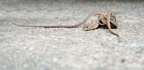 Asian grass lizard (Kanahebi) mating on a cement road. 
