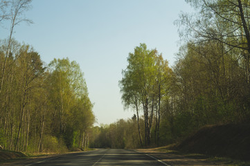 Forest road. way through the forest. country road