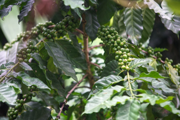Green coffee fruit bunch on coffee tree