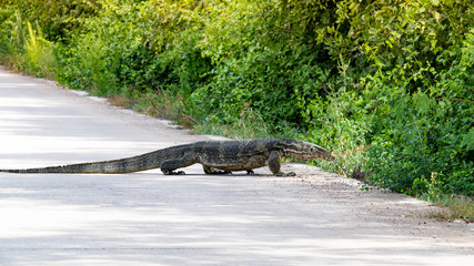 Komodo dragon on road