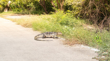 Komodo dragon on road