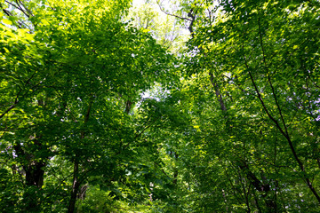 Green trees in the summer