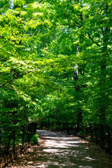 Green trees and a path in the summer at Prospect Park in Brooklyn, New York