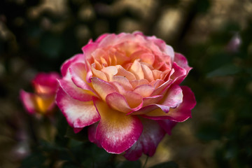 Obraz premium Beautiful rose with multicolored petals
