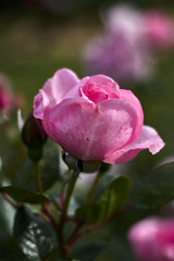  Rose with pink petals and green leaves.