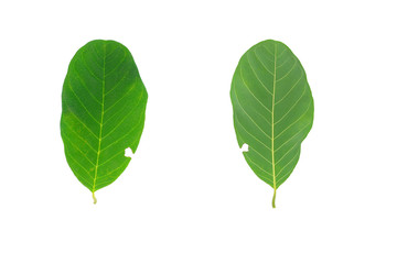 Fototapeta premium Green leaves sugar apple isolated white background