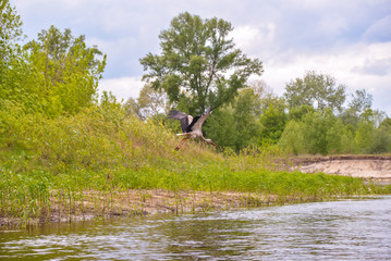 tree in lake and big bird