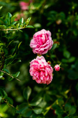 Fototapeta premium Pink flowers against a green background