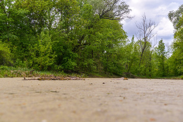 the swamp in the forest