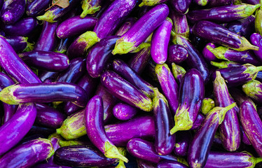 Long Purple Aubergine or Eggplant (Solanum melongena)