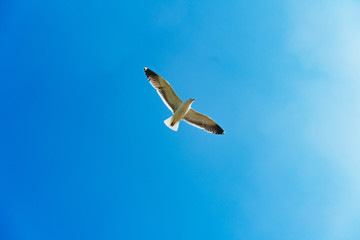 Seagull flying in the sky