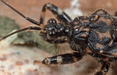 Macro Photo of Assassin Bug on The Floor