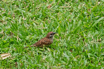 Close up Eurasian Tree Sparrow Standing on The Lawn