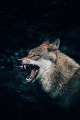 Vertical closeup shot of a wild wolf growling or roaring in Teutoburg Forest, Germany © Philipp Pilz/Wirestock