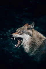 Tuinposter Verticale close-up van een grommende of brullende wilde wolf in het Teutoburgerwoud, Duitsland © Philipp Pilz/Wirestock