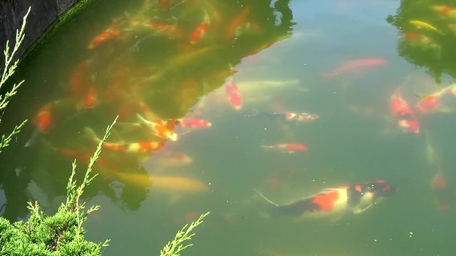 Koi fish swim in a pond. Koi fishes are colored Amur carp, usually are for decorative purpose in pond or water garden. 