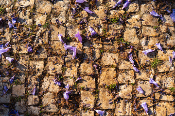 Close up of small purple flowers