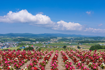 北海道　日の出公園展望台より上富良野町を望む