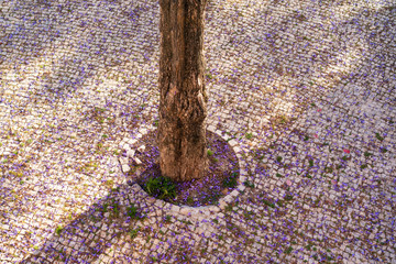 Purple flowers fallen around a small tree