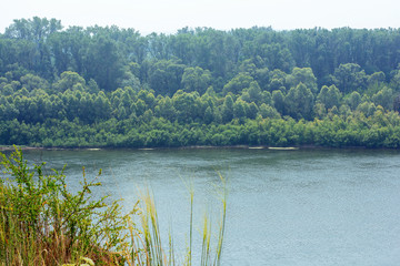 Mountain green forest and river in summer