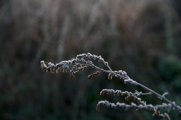 the grass is covered with hoarfrost