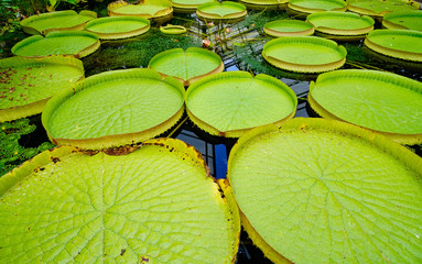 pond with huge water lily