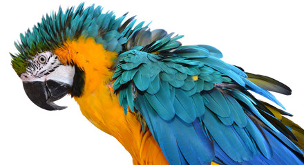 Obraz premium Blue and Gold Macaw