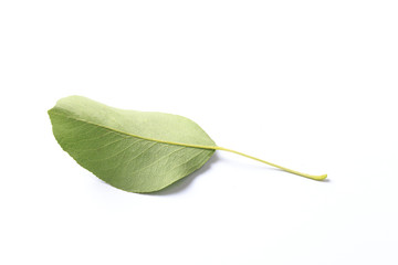 Green leaf. Isolated on a white.