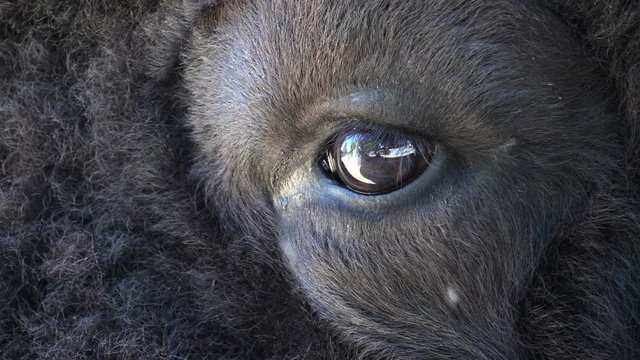 Close Up Of Bison Eye