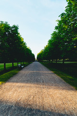 Obraz premium Tree lined path late in the evening