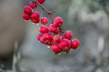 Little Red Apples With Water Drops