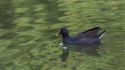 Dusky Moorhen (Gallinula tenebrosa) race 