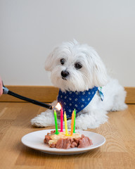 Dog Birthday